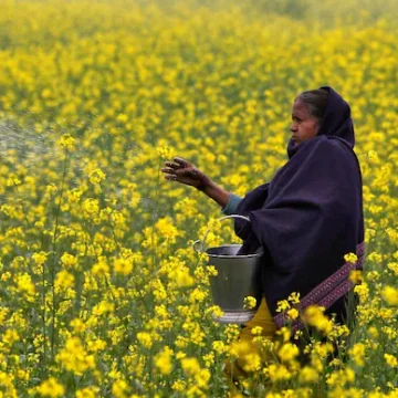 Centre Expands Fertiliser Import Strategy to Secure Supplies Fertiliser bags stacked at a warehouse as the Indian government strengthens import sources and supply chains.